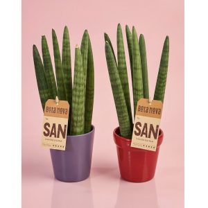 sanscil